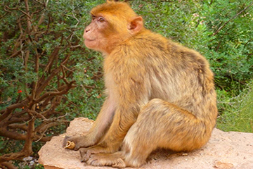 faune et flore au Maroc