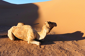 randonnée désert pas cher au maroc